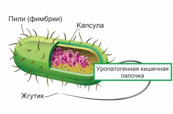 Восстановление микрофлоры после цистита